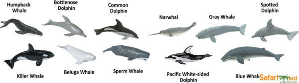 Whales & Dolphins