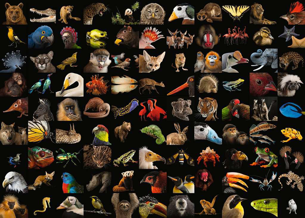 99 Stunning Animals