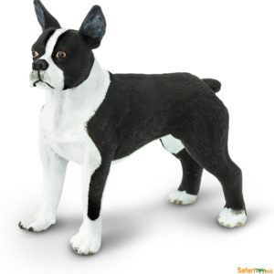Boston Terrier