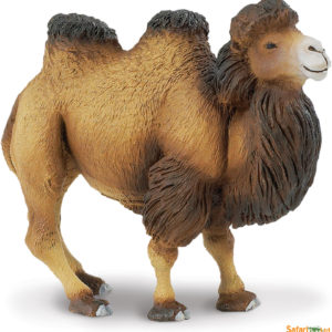 Bactrian Camel