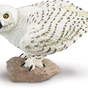 Snowy Owl