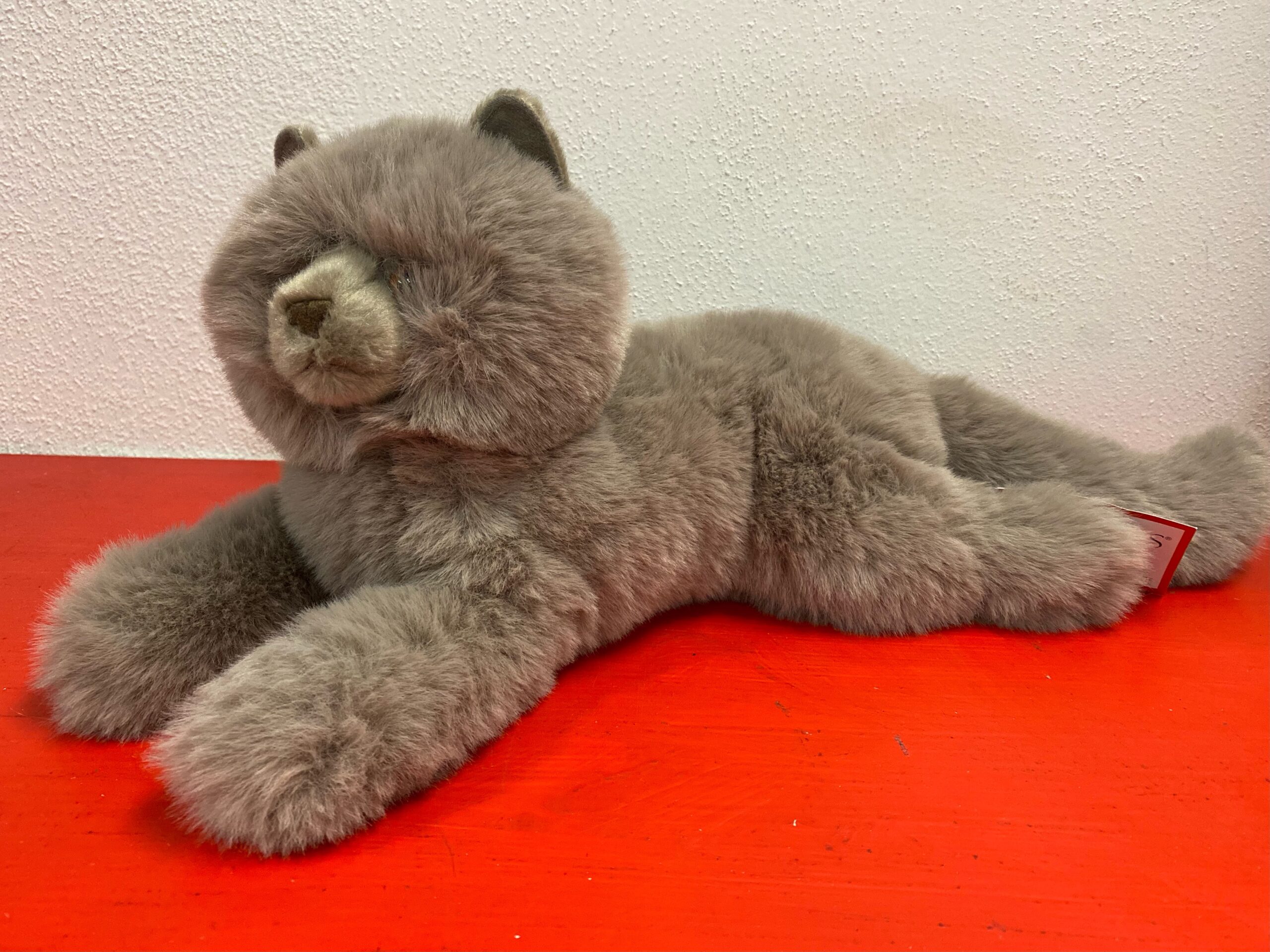 Juliette Persian Cat