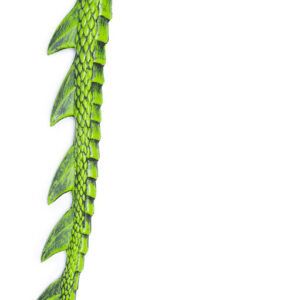Dragon Tail Green