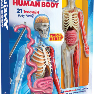 Smart Lab Squishy Human Body